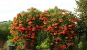Campsis tagliabuana Madame Galen_031-L